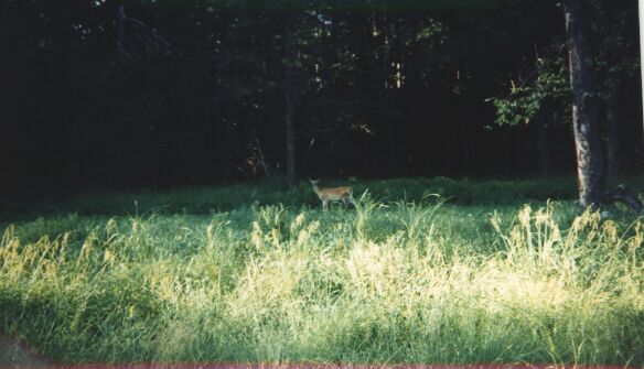 Deer_in_Field_1.jpg (37128 bytes)