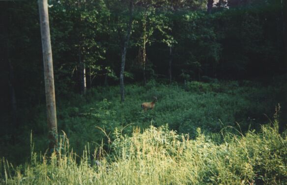 Deer_in_Woods_2.jpg (42891 bytes)